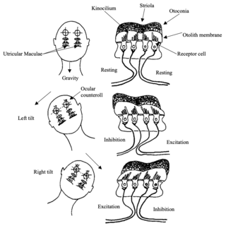 Fig 7: Responses of the utricular maculae to tilts of the head.