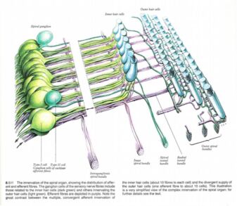 Fig 3: The Inner (type I) and Outer (type II) hair cells. Source: Gray’s Anatomy