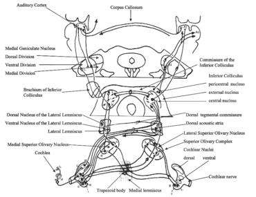 Fig 4: The Central Auditory Pathways. Source: Haines, Fundamental Neuroscience